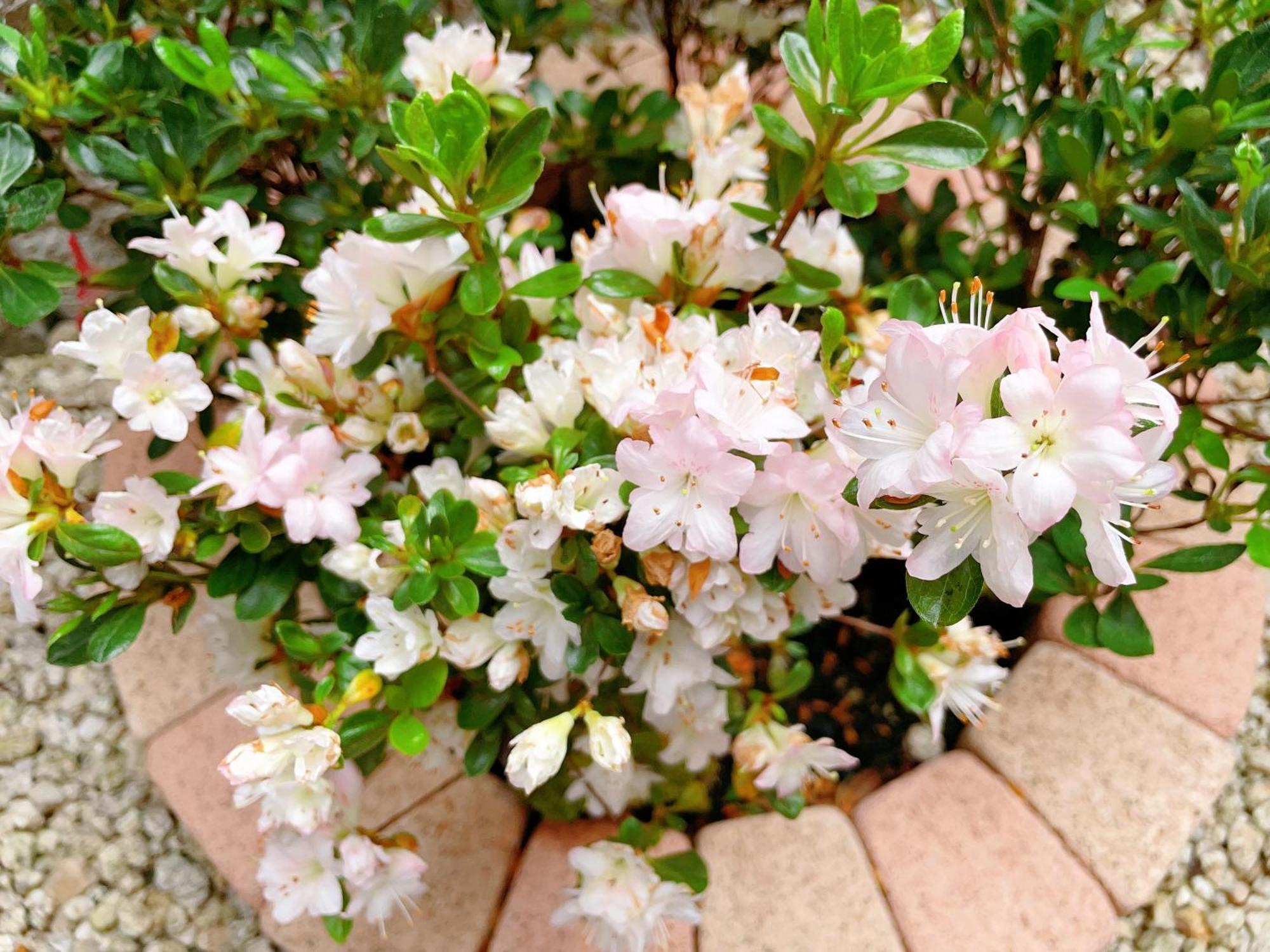 Suikakan Heianjingumae 酔花間 Kyoto Exterior photo
